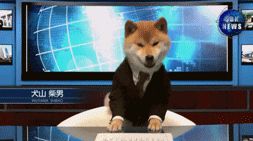 柴犬录播开奖，看看谁家买菜超级加倍！