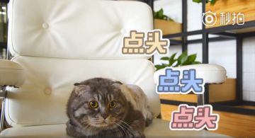 <超次元大海战>泡总有话说第一期 <(▰˘◡˘▰)>