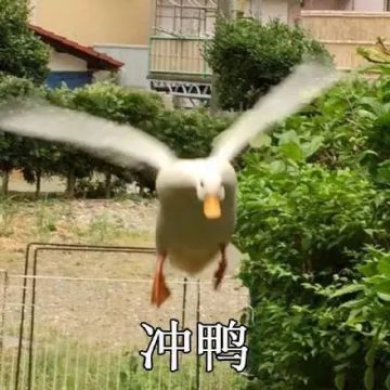 喵星人简史即将于7月29日中午12:00结束二测