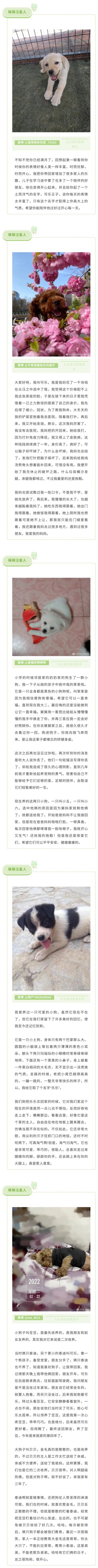 【奥哈娜记录】小岛上的毛孩子们（狗狗篇）