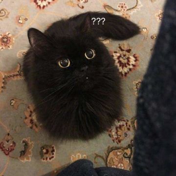 平民风队后续变阵