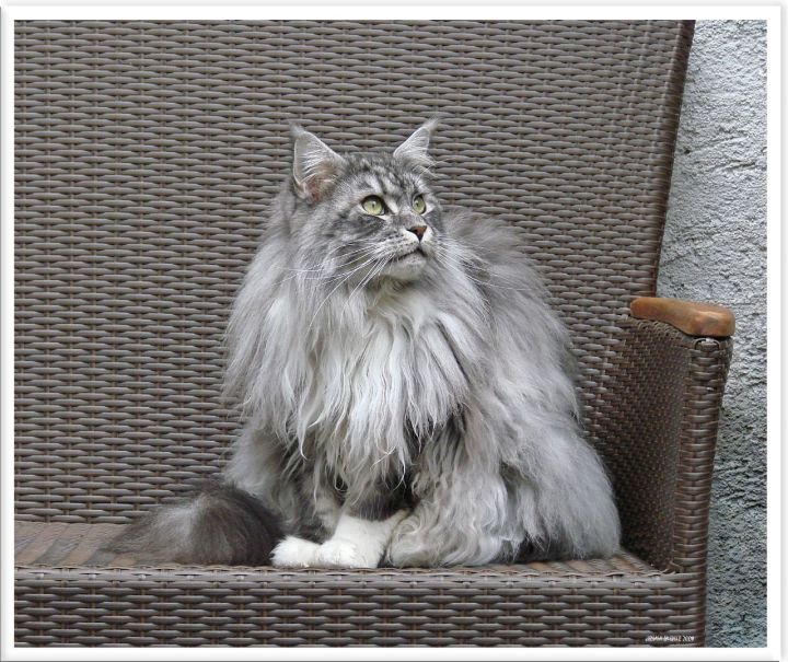 椅子和我猫，皮毛一体……截图