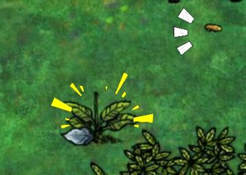 和平百合的养殖（图文并茂）