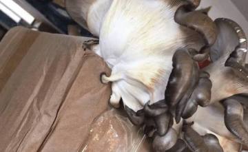 面对游戏bug，我们的态度是``