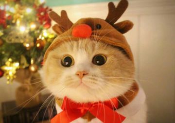 十分特别的圣诞节礼物~我就呵呵了！