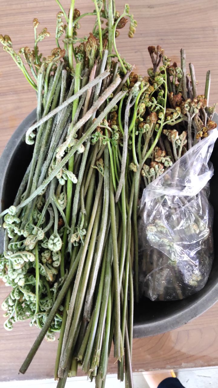 这时候适合采点蕨菜来吃截图
