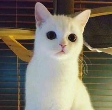 《喵界异闻录》喵喵来袭！快来领走你的小喵喵