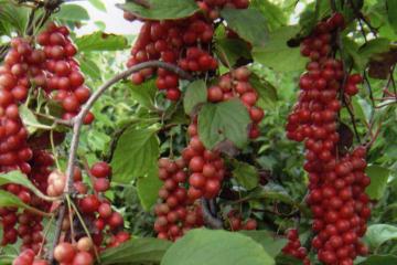 放仙世界材料介绍（植物）第3章