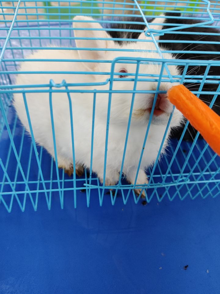 谁说兔兔不吃胡萝卜的😂截图