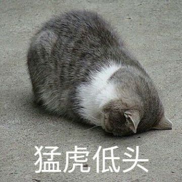 【铲屎官大队】这只干脆面它不但能打，还挺萌！