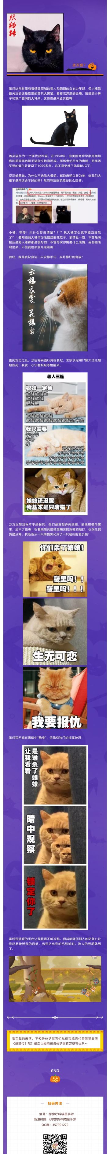 当橘猫参演《妖猫传》？