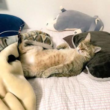 五一没出游的猫奴在家过的怎么样？