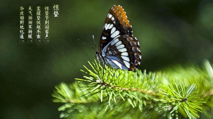 惊蛰-- 仲春已到,雷惊百虫,万物复苏截图