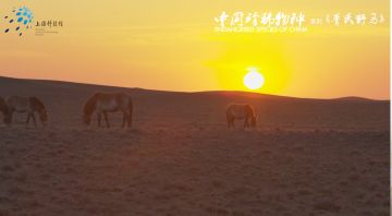 三段影片带你进一步了解普氏野马~ 2