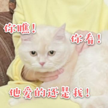 铲屎官的共性.........进来看看你中招了吗