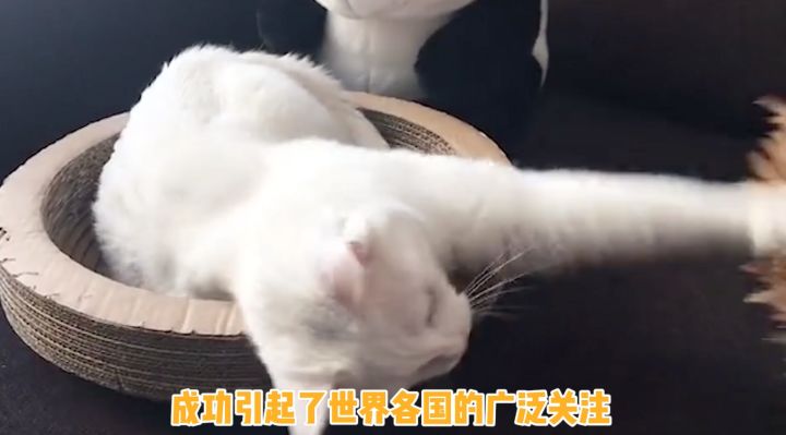 【喵零喵计划】为了人类与喵喵的命运羁绊，三位导师携带喵喵们隆重登场～！ 1截图