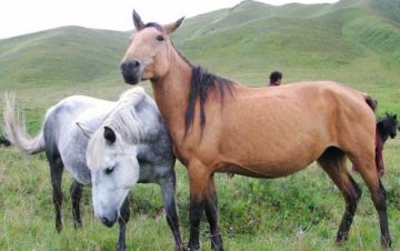《飞马流星》中国名马之河曲马