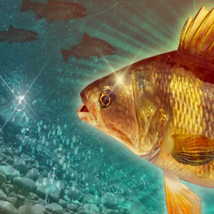 《钓鱼大对决》新鱼情 预告