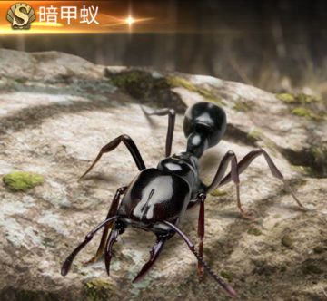 【内容爆料】赛季蚂蚁-近卫蚁篇