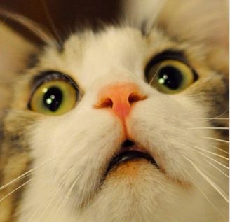 《王牌御史》叶氏姐妹花登场？言言酱进化史！