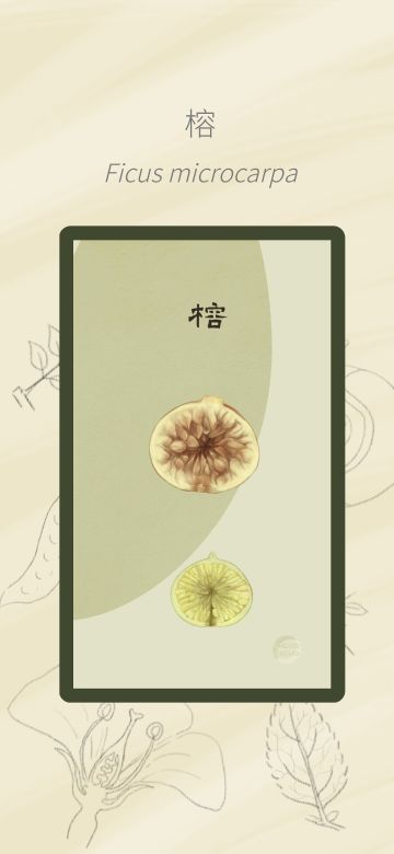 榕树与隐头花序！