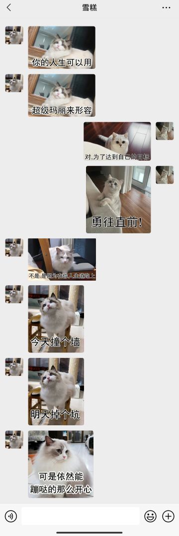 【表情包专栏】喵生就这样，今天撞个墙，明天掉个坑，依然要勇往直前！！