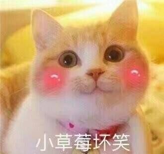 【庄园秘史】关于里奥你们想知道的都在这里 :)