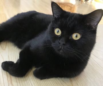 💕我们法队哒共同家园💕😋——纪念莎莎回家☺️