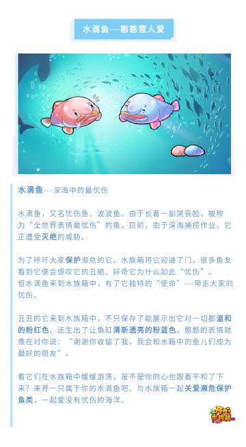 憨憨惹人爱---水滴鱼