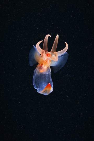 地球上规模最大的迁徙，每晚都在发生