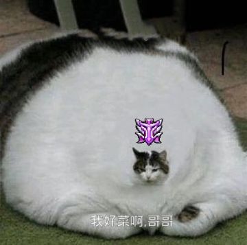 此时一位身怀N个表情包的靓仔阿兔路过…