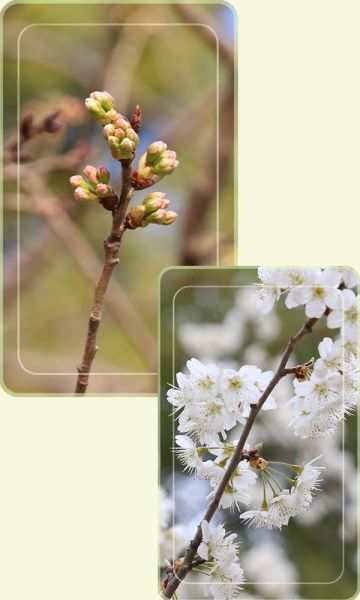 ❄冬日摄影📹活动：等春天