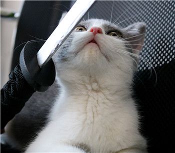 听说《猫狩纪》来了个神秘的游戏监工？