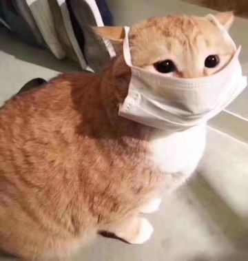 《三国志吕布传》响应国家实名认证版本更新说明