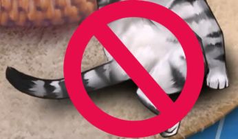 【二】一起养猫，一起学猫叫，猫和男友我都想要！