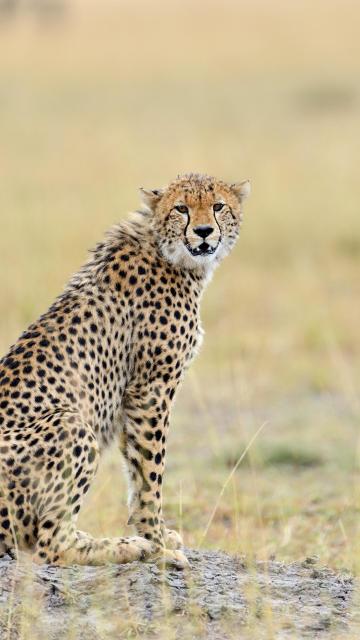 今天要问的是一个贼几把严肃的问题，顺便抽奖