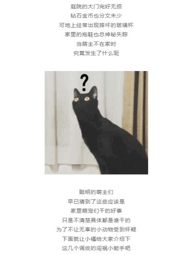 当萌主不在时，萌宠们竟然......