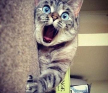 【表情包专栏】小猫咪的表情有多丰富呢？