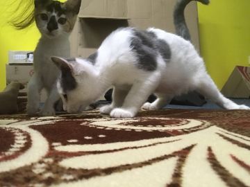 《江湖求生》iOS首次技术测试，雷武有话说