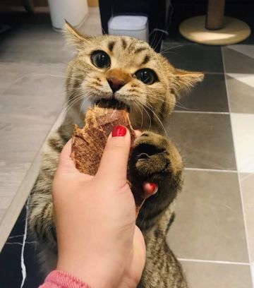 喵秘书偷跑了！(*´∀｀*)