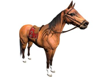 《飞马流星》看图识马种、血统