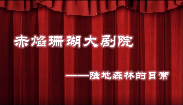【赤焰珊瑚大剧院】1月新剧《陆地森林的日常 》截图