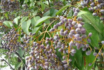 放仙世界材料介绍（植物）第1章