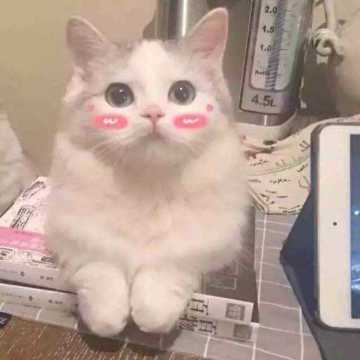 【喵的分享会】贯彻爱与正义的骑士团联盟