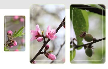 🌼春日摄影📹活动：花而后实