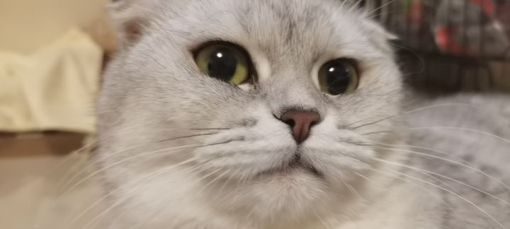 最近好多说高看了塞爹,其实你们都没说到点上,塞爹强在哪里?强在她可以省一个部署位,她肯定没有一个重装加奶强,要是限定部署位,怎么办,她就强在这里截图