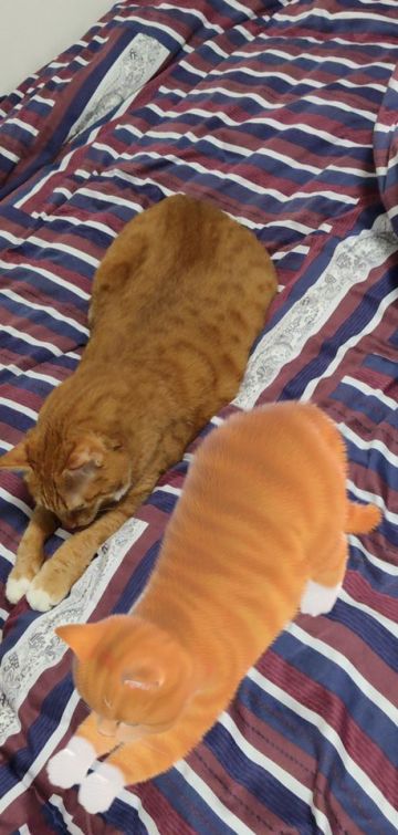 震惊！家中惊现另一只咖喱！原住民却表示淡定~（有喵的各位也来晒晒自捏猫和自家猫的合照吧~来拍猫片啦！