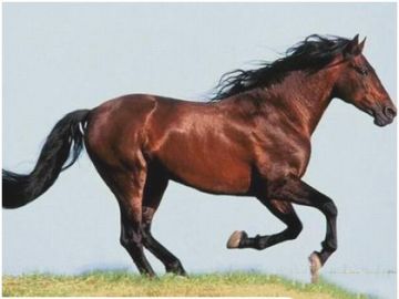 《飞马流星》世上跑得最快的马 速度达19米每秒