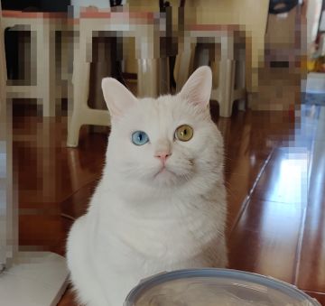 《骰子召唤师》2021.03.20开发进度