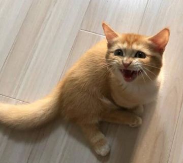 【表情包专栏】奶凶奶凶的小猫咪来袭~